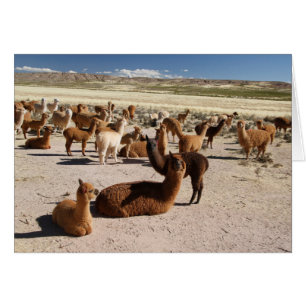 Cartão Placa de anotação Alpaca Llama Herd Andes