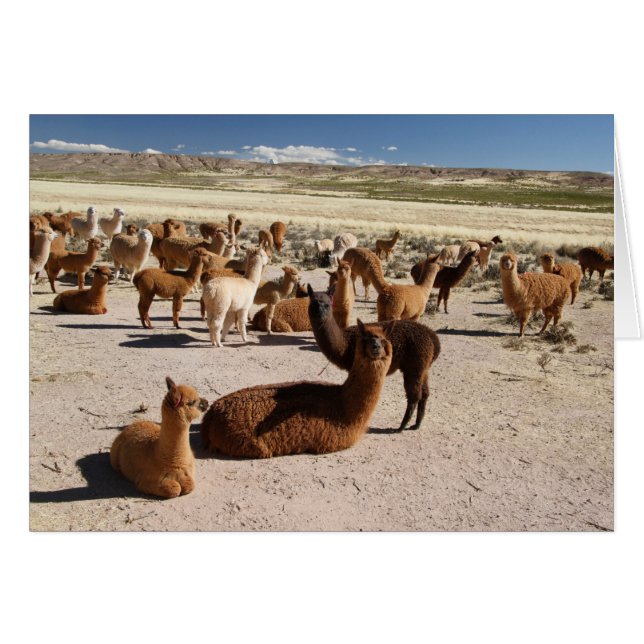 Cartão Placa de anotação Alpaca Llama Herd Andes (Frente horizontal)
