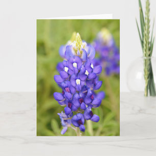 Cartão Placa de Arte de Retrato do Texas Bluebonnet Flowe