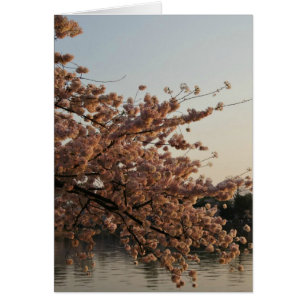 Cartão Placa de árvore Cherry Blossom