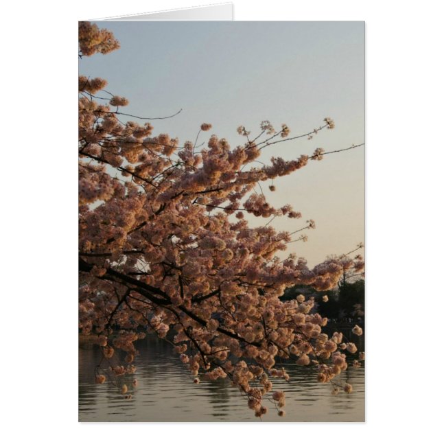 Cartão Placa de árvore Cherry Blossom (Frente)