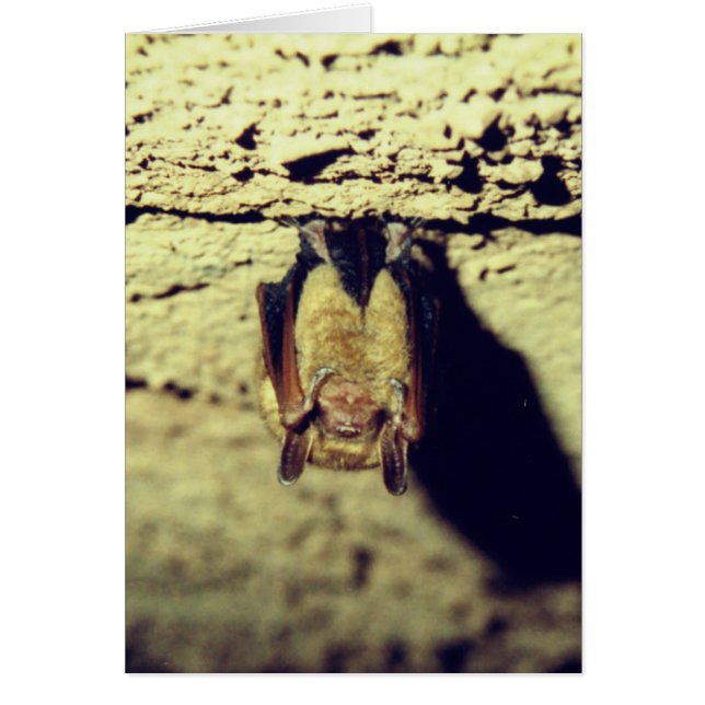 Cartão Placa de Bat Feliz Halloween (Frente)