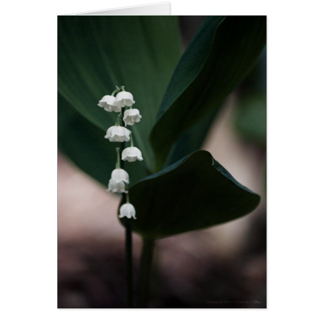 Cartão Placa de Bells Doce (Frente)