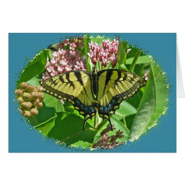 Cartão Placa de Borboleta de Swallowtail de Tigre Orienta (Frente Horizontal)