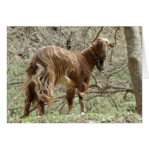 Cartão Placa de Cabra