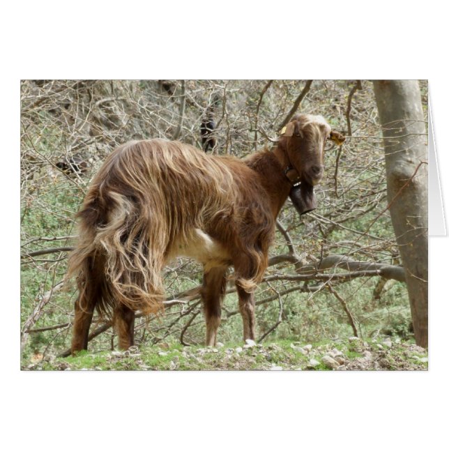 Cartão Placa de Cabra (Frente Horizontal)