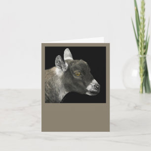 Cartão Placa de Cabra Pigmeus - "Show Goat"