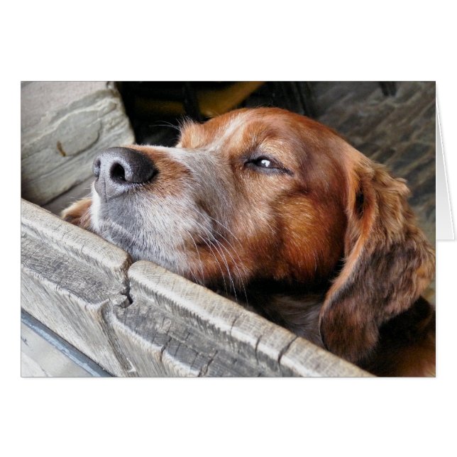 CARTÃO PLACA DE CÃES (Frente Horizontal)