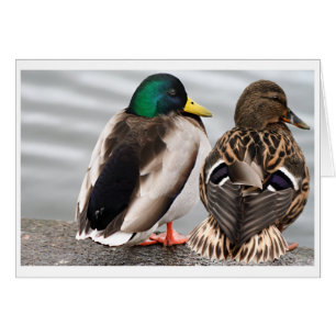 Cartão Placa de Casal Mallard Duck