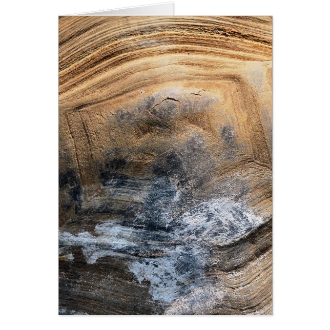 CARTÃO PLACA DE CASCA DE TORTOISE GIGANTE (Frente)