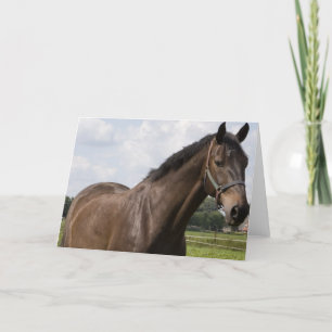 Cartão Placa de Cavalo de raça pura