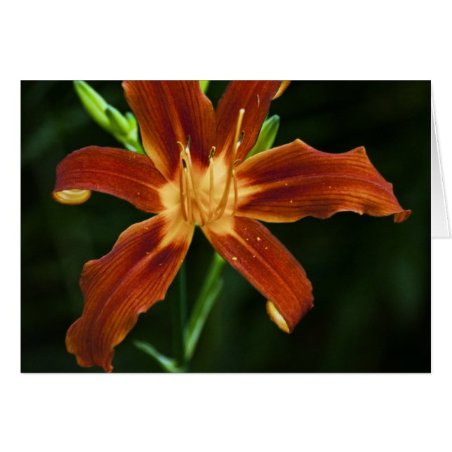 Cartão Placa de Chama de Jardim (Frente horizontal)