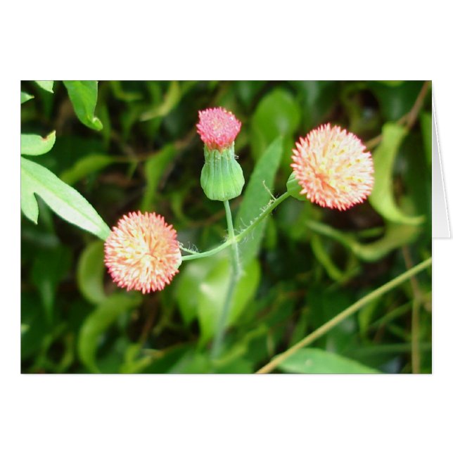 Cartão Placa de Cheerleader fina (Frente horizontal)