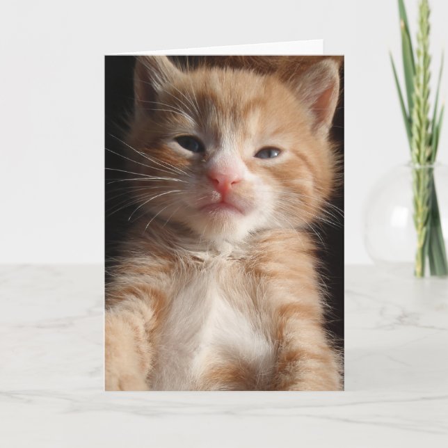 Cartão Placa de Cuteness Kitten (Frente)