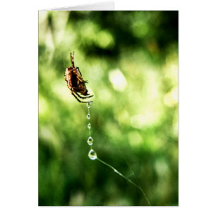 Cartão Placa de descarte de aranha