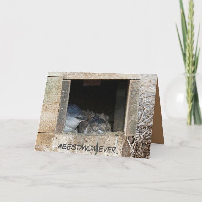 Cartão Placa de dia de as mães com pequenos pinguins (Frente)