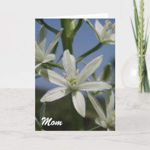 Cartão Placa de Dia de as mães de Flores Brancas