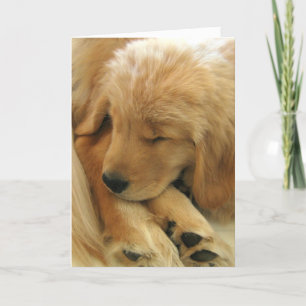 Cartão Placa de Dia de as mães Doce Puppy do ouro Retriev