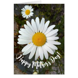 Cartão Placa de Dia de as mães Perky White Daisy Flower