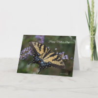 Placa de Dia de as mães Swallowtail do Tigre Orien