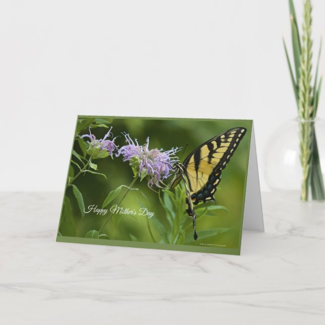 Cartão Placa de Dia de as mães Swallowtail do Tigre Orien (Frente)