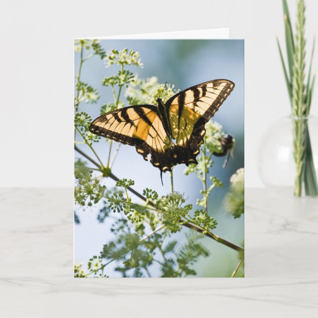 Cartão Placa de Dia de as mães Swallowtail Tiger (Frente)