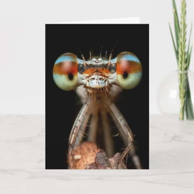 CARTÃO PLACA DE FECHAMENTO DAMSELFLY BONITA (Frente)