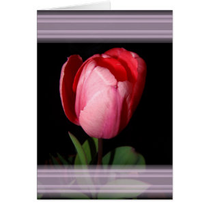 Cartão Placa de fitas Tulip