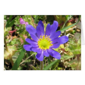 Cartão Placa de Flor Azul