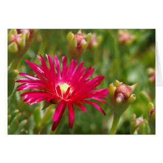Cartão Placa De Flor De Iceplante Rosa