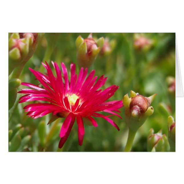 Cartão Placa De Flor De Iceplante Rosa (Frente Horizontal)