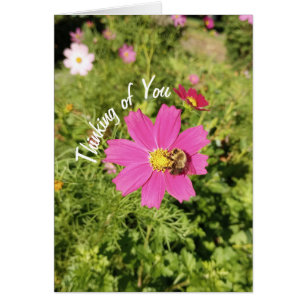 Cartão Placa de Flor do Cosmos Rosa vívida