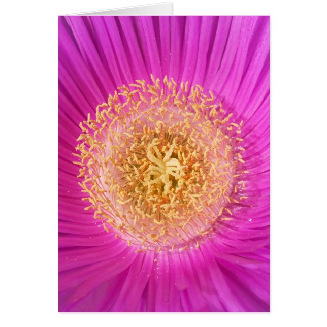 Cartão Placa de Flor Rosa (Frente)