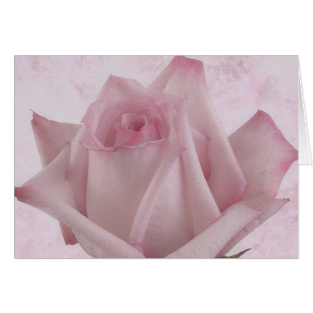 Cartão Placa de Flor Rosa Rosa Suave (Frente Horizontal)