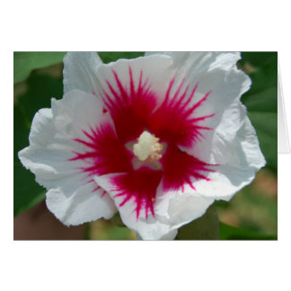 Cartão Placa de Flor Starburst