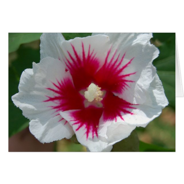 Cartão Placa de Flor Starburst (Frente Horizontal)