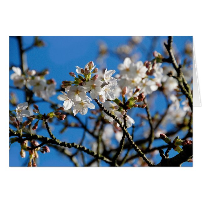 Cartão Placa de Flores de Árvore (Frente Horizontal)