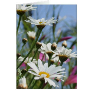 Cartão Placa de Flores de Mola