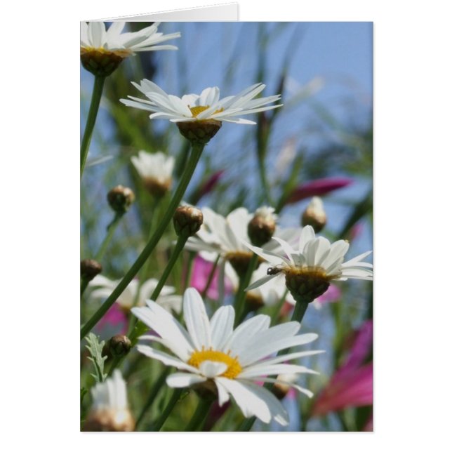 Cartão Placa de Flores de Mola (Frente)