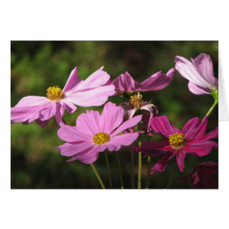 Cartão Placa de Flores do Cosmos Roxo
