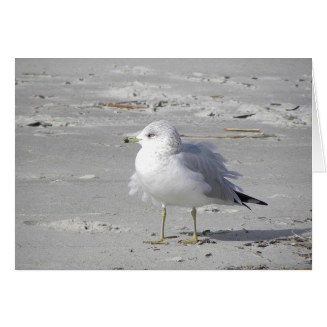 Cartão Placa de gaivota do Windows (Frente Horizontal)