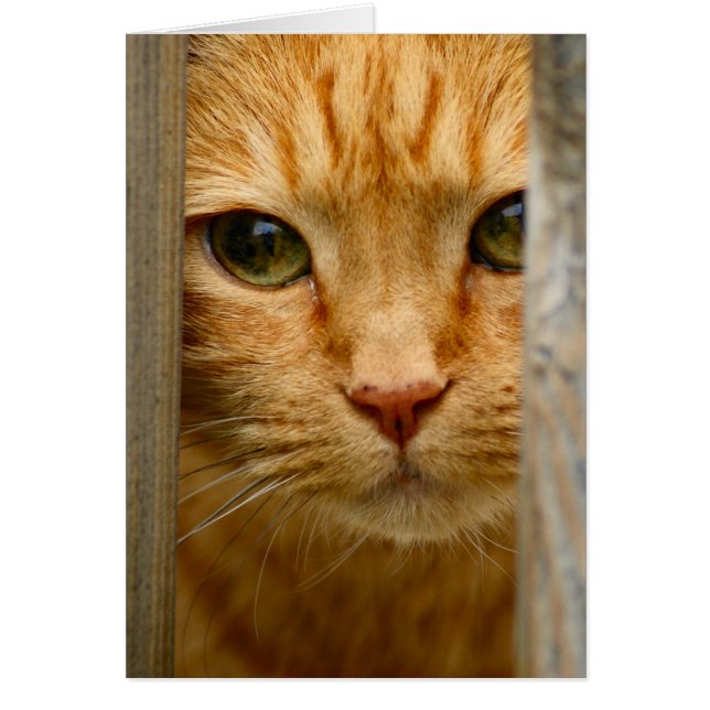 Cartão Placa de gatinho (Frente)