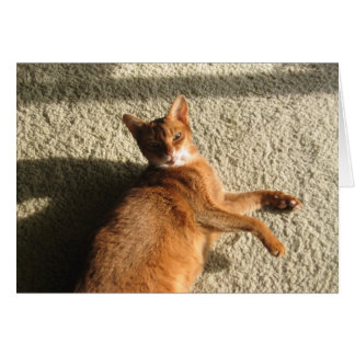 Cartão Placa de Gatinho de solto