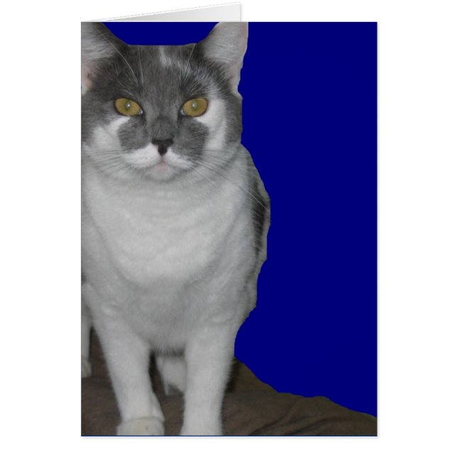 Cartão ~ Placa de Gatinho do Vazio ~ (Frente)