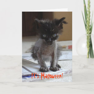 Cartão Placa de Gatinho Zombie do Dia de as Bruxas engra