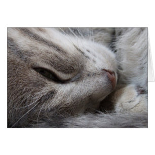 Cartão Placa de Gato de cinza