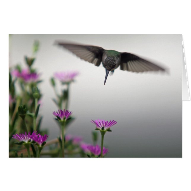 Cartão Placa de Hummingbird distinta (Frente Horizontal)
