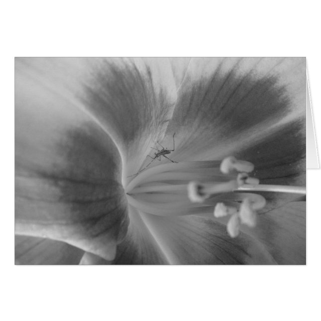 Cartão Placa de Inseto oculta (Frente Horizontal)