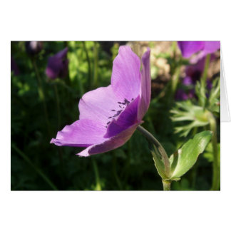 Cartão Placa de Jardim Anemone