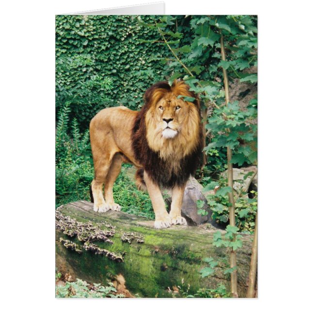 Cartão Placa de leão (Frente)